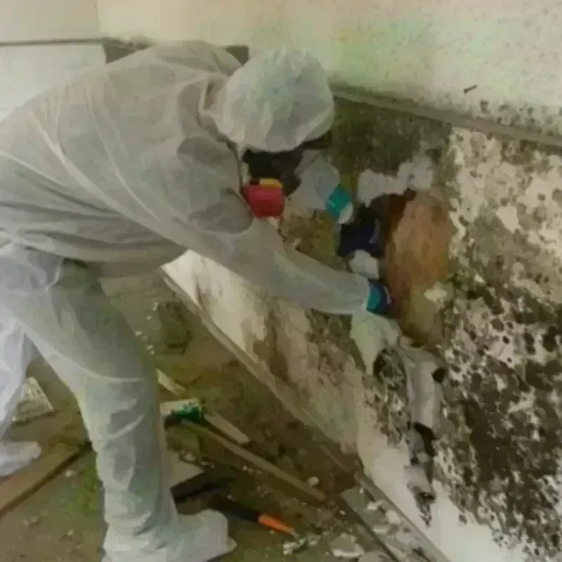 Mold Remediation and Removal in Evansville, WI